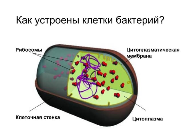 строение бактериальной клетки рибосомы. нуклеоид бактериальной клетки. функции рибосом бактериальной клетки.