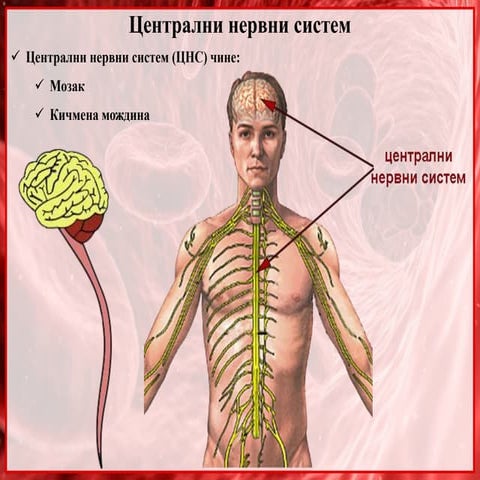 16. Centralni nervni sistem centralna sinapsa | PPTX