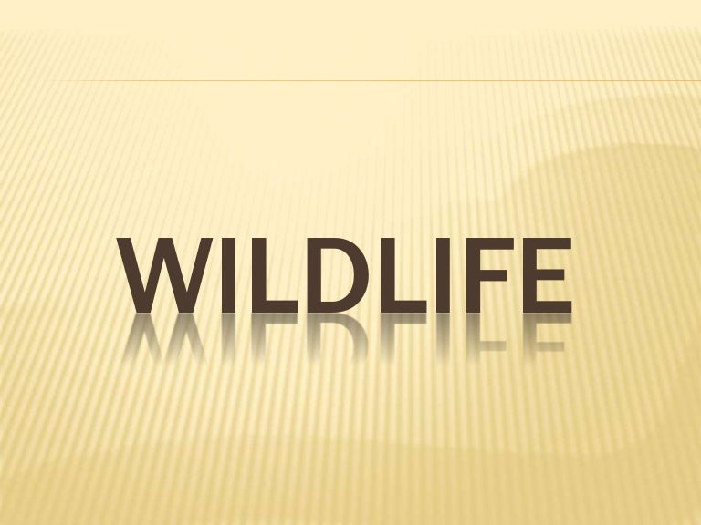 WILD ANIMALS OF PAKISTAN