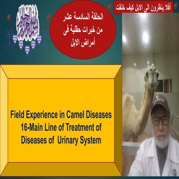 16-Main Line of Treatment of urinary Diseases in Camels Prof Dr Hamed Attia.pdf