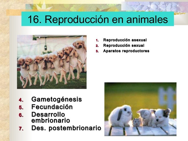 16 reproducción en animales