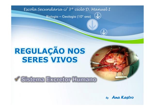 Sistema Excretor - parte II