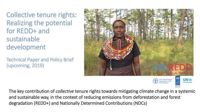 Collective tenure rights: Realizing the potential for REDD+ and sustainable development