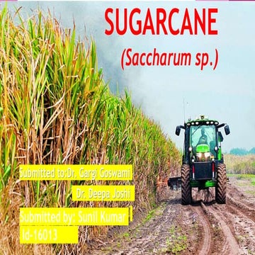 Sugarcane
