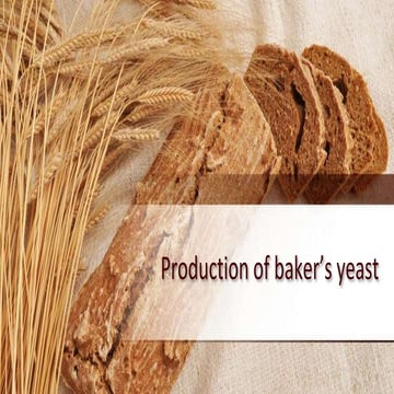 production of baker's yeast