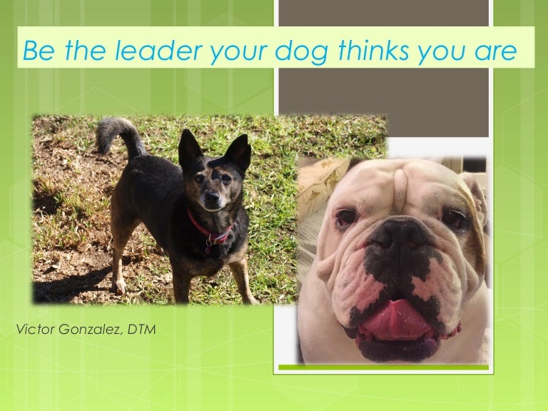 Be the leader your dog thinks you are