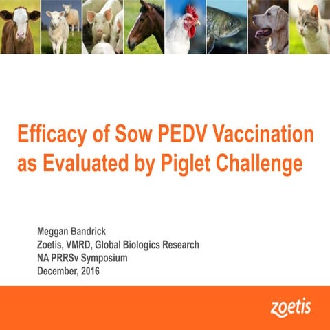 Dr. Meggan Bandrick - The latest on Porcine Epidemic Diarrhea Virus (PEDV)