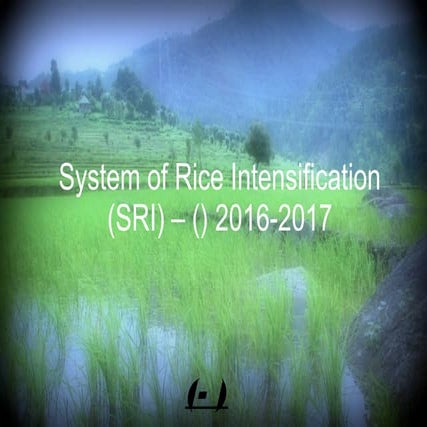 1613 -  Experiments on System of Rice Intensification with Organic Farming Me...
