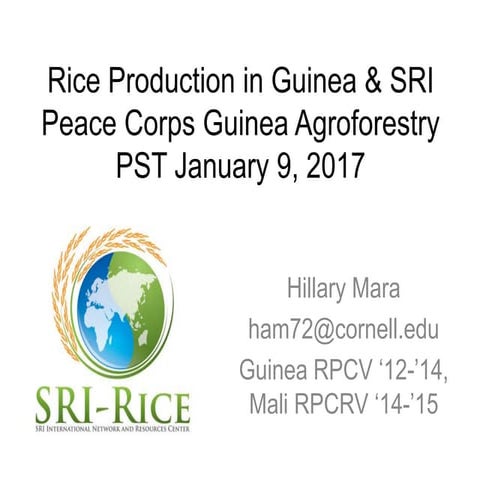  1701- Rice Production in Guinea and SRI,  Peace Corps Guinea