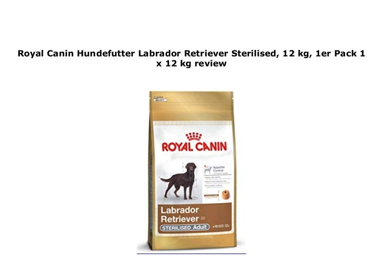 labrador retriever sterilised