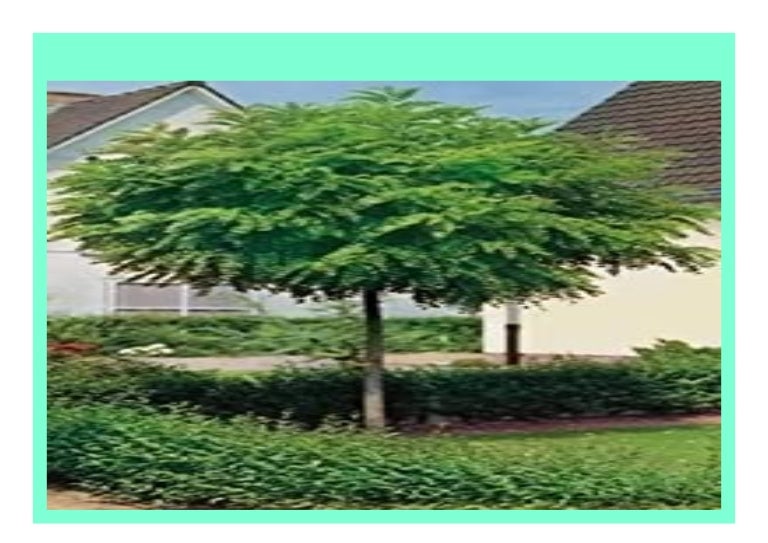 BEST BUY Kugel Akazie, H he 180 190 cm, Kugel Robinie, Robinia Umbra…