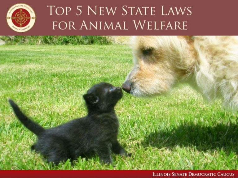 Top 5 New State Laws for Animal Welfare