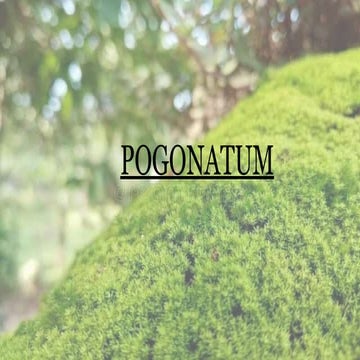 POGONATUM : morphology, anatomy, reproduction etc.