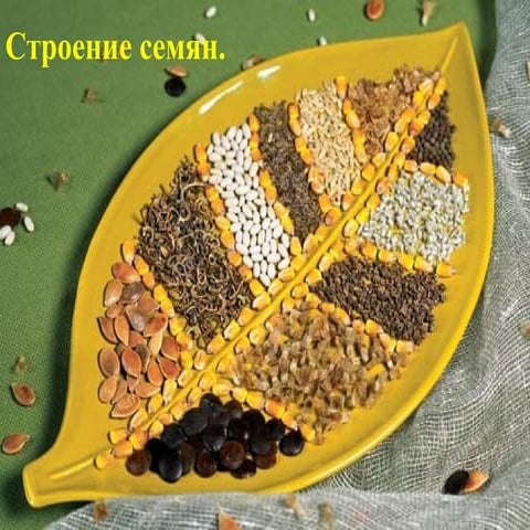 17 урок строение семян