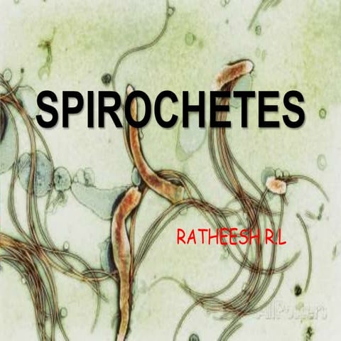 17. spirochetes