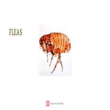 Understanding Fleas | PPTX