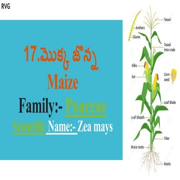 Maize Crop cultivation steps