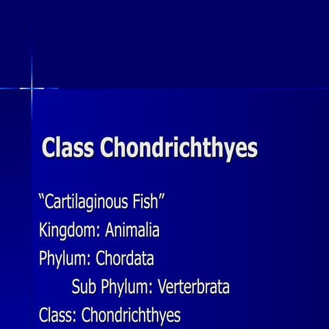 17. Class Chondrichthyes Notes