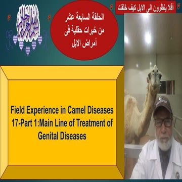 17- Main Line of Treatment of Genital Diseases in Camels(Part 1) Prof Dr Hame...