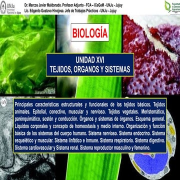 17-TEJIDOS, ORGANOS Y SISTEMAS parte 1 ppttx