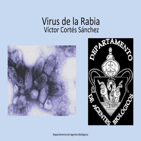 17.  Virus de la Rabia