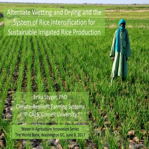 1704 - Alternate wetting and drying and the System of Rice Intensificaiton fo...