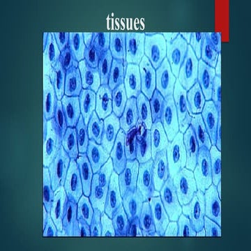 1745251148723_TISSUES_PPT.pptx made by s | PPTX