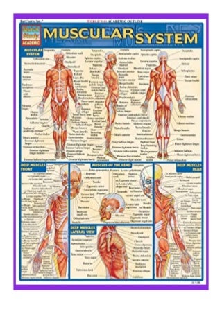 'muscular system' on SlideShare