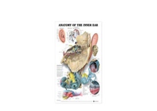 'anatomy of the ear' on SlideShare