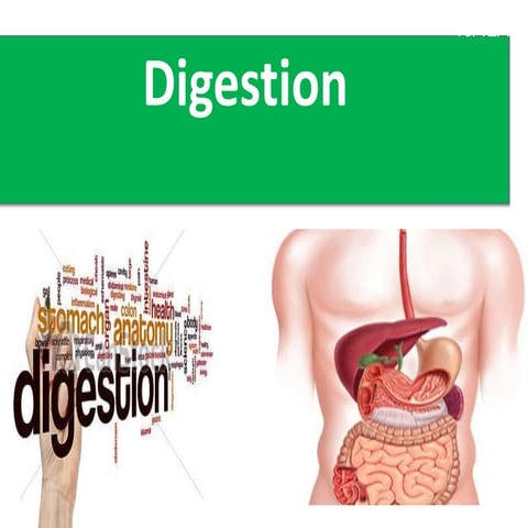Digestion easy notes for grade stage 4 igcse