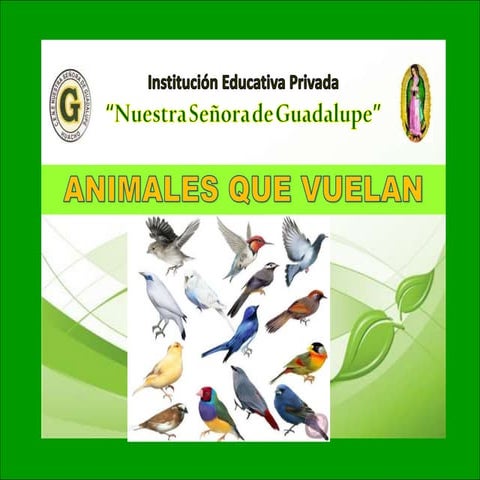 17 animales que vuelan | PPTX
