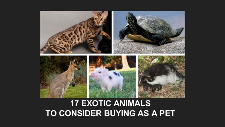 17 Exotic Animals You Should Consider Buying as a Pet