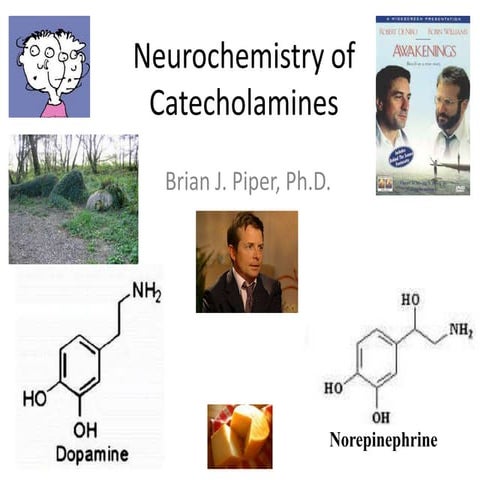 Neuropharmacology: Catecholamines
