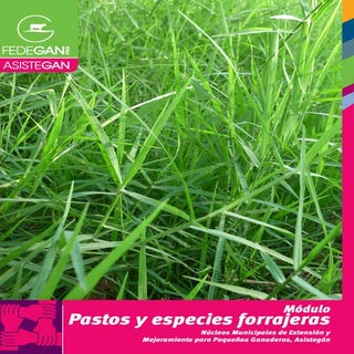 17 pastos especiesforrajeras