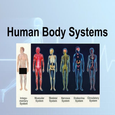 DIFFERENT HUMAN BODY SYSTEMS THAT WORKS TOGETHER