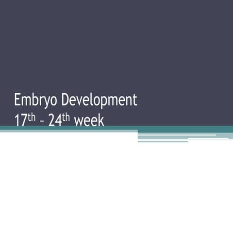 17th-24th week of pregnancy