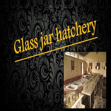 Glass jar hatchery