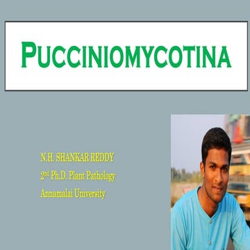 Pucciniomycotina