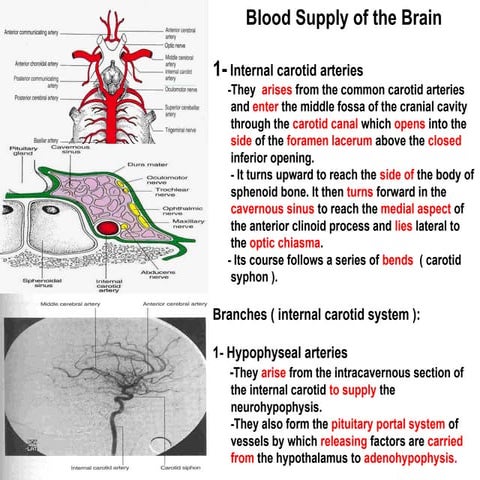 02 blood supply of brain, circle of Willis | PPT