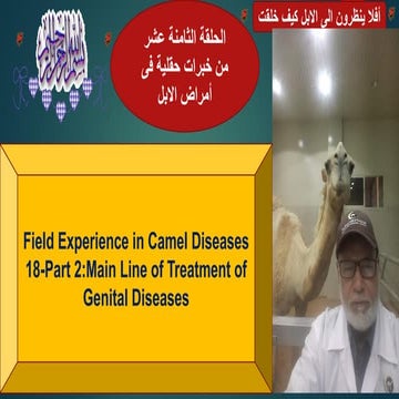 18- Main Line of Treatment of Genital Diseases in Camels(Part 2) Prof Dr Hame...