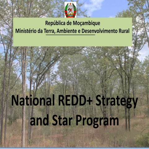 National REDD+ strategy and star program