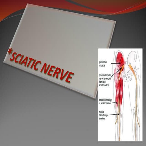 The description of SCIATIC NERVE(ppt).pdf