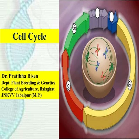 Cell cycle,cell cycle checkpoint and control | PPT