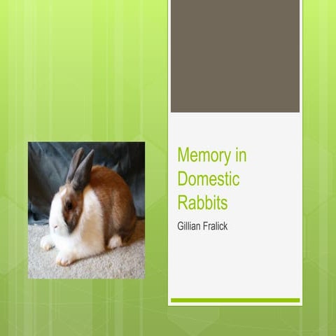 Memory in Domestic Rabbits 1