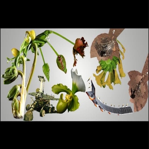 Metamorphosis Concept and Designs | PPT