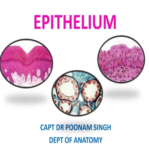 18 epithelium  poonam