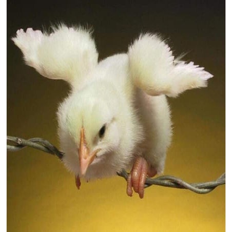 18 Funny Animal Shots