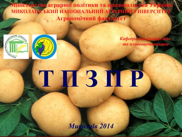 тпзпр лекція 19