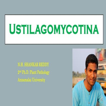 Ustilagomycotina 