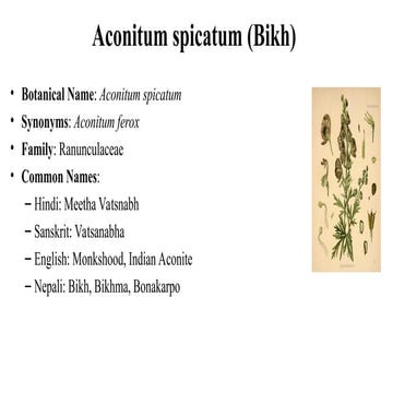 19. Aconitum spicatum mmmmmmm (Bikh).ppt